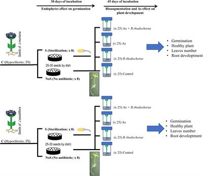 Endophytic Microbes Are Tools to Increase Tolerance in Jasione Plants Against Arsenic Stress